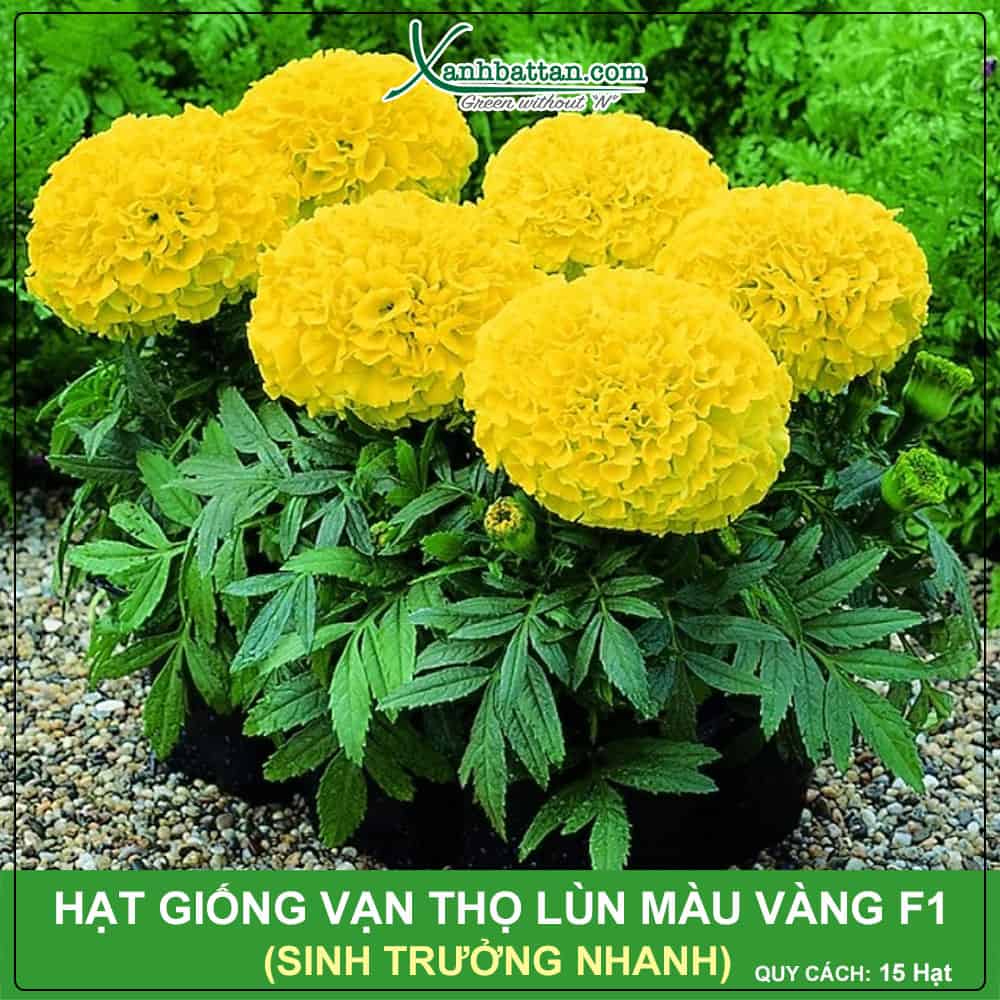 Hạt Giống Hoa Vạn Thọ Lùn Màu Vàng F1 Phú Nông Gói 15 Hạt