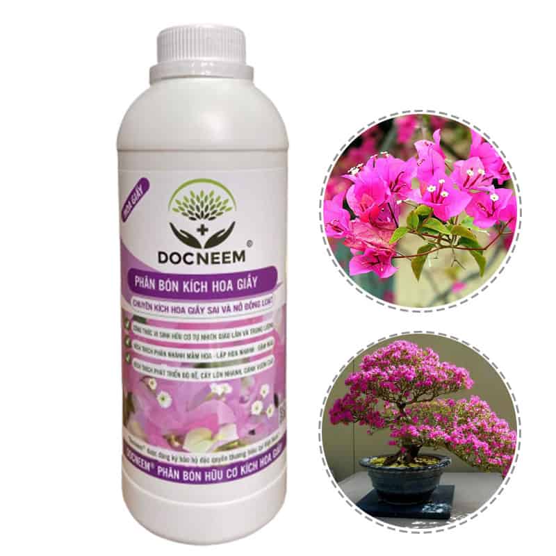 Phân Bón Kích Hoa Giấy Docneem Giúp Hoa Nở Đều, Đẹp Và Bền Màu