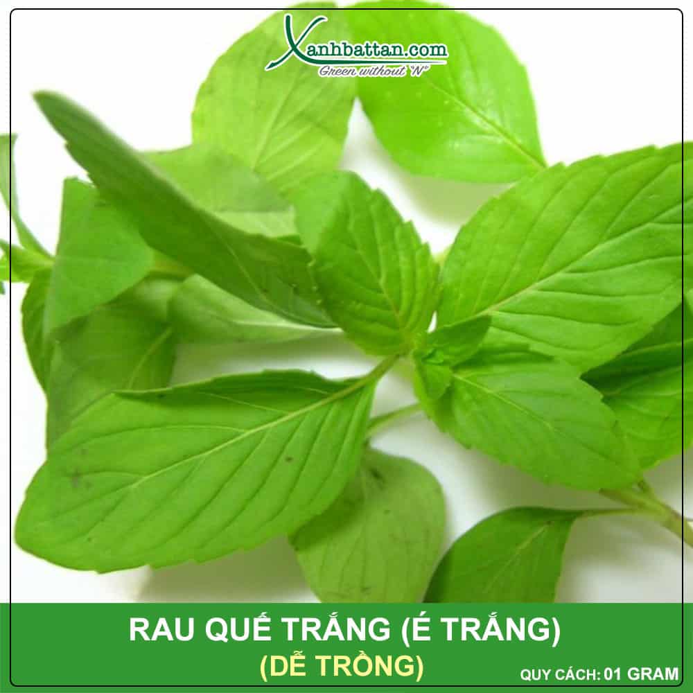 Hạt Giống Rau Quế Trắng (É Trắng) Phú Nông Gói 1 Gram