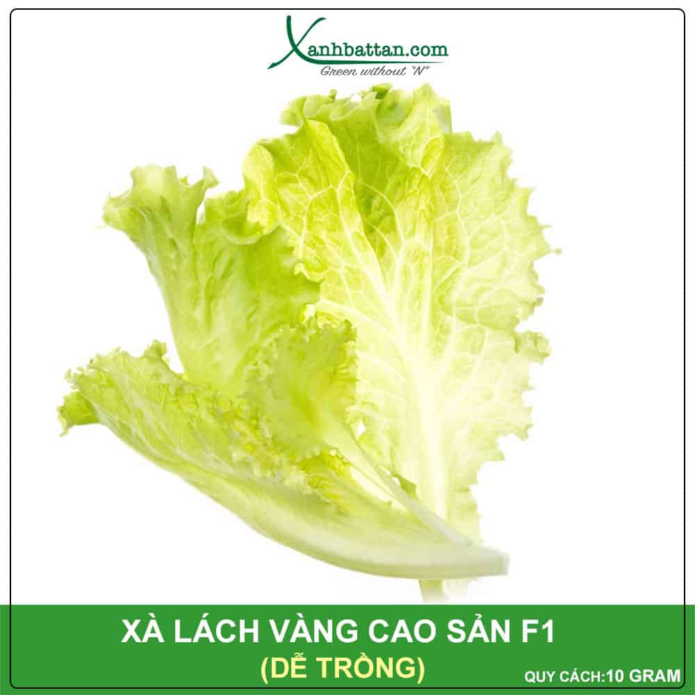 Hạt Giống Xà Lách Vàng Cao Sản Dễ Trồng Nảy Mầm Cao Gói 10 Gram