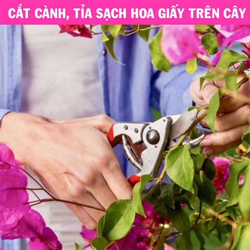 Cắt tỉa cành và hoa trên cây hoa giấy