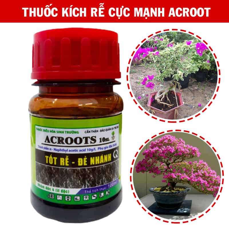 Kích rễ hoa giấy bằng phân bón Acroot