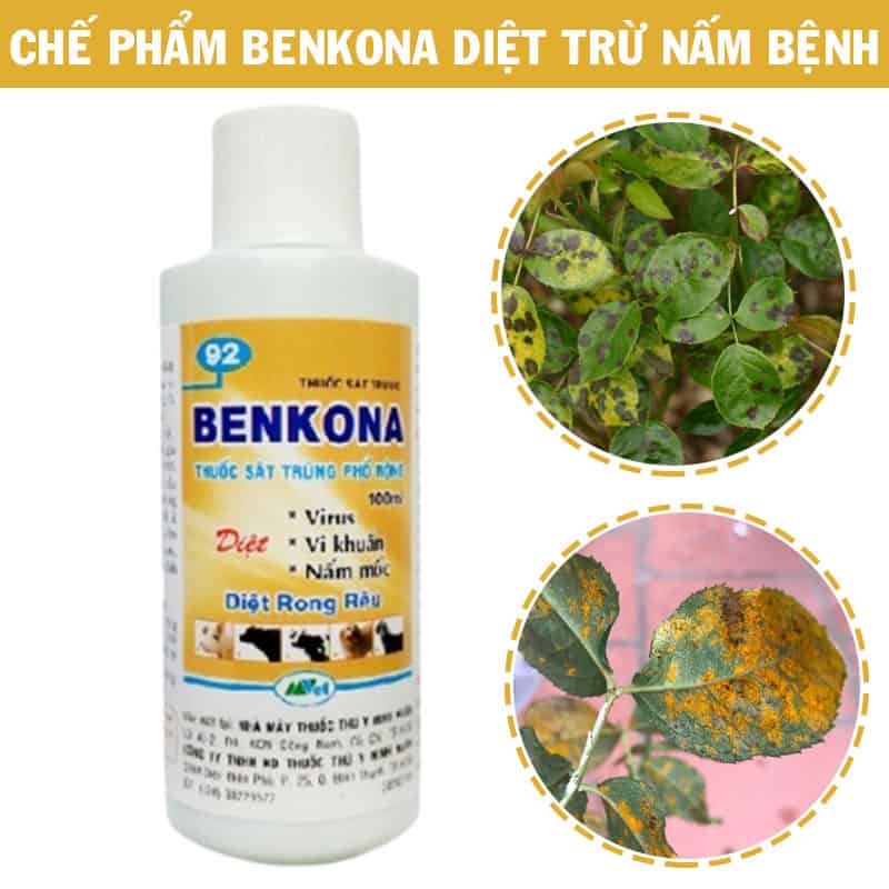 Dùng Benkona phòng trừ nấm bệnh cho hoa hồng