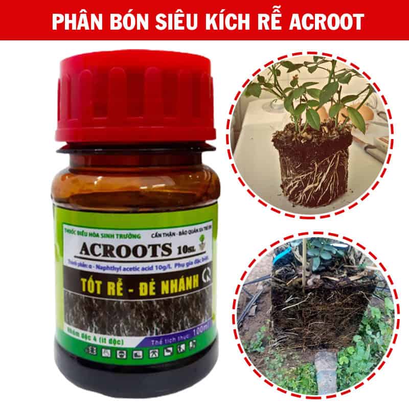 Phân bón kích rễ Acroot cho hoa hồng