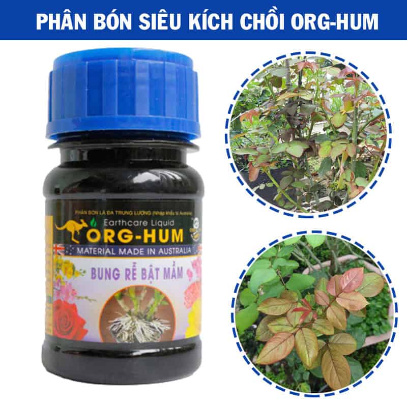 Phân bón siêu kích chồi hoa hồng Orghum