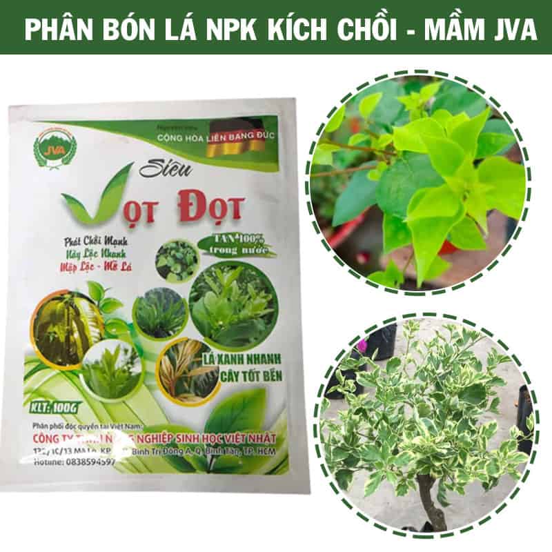 Kích mầm chồi cho hoa giấy bằng phân bón NPK JVA