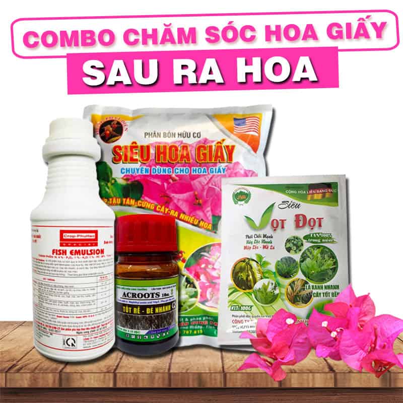 Combo chăm sóc hoa giấy sau ra hoa