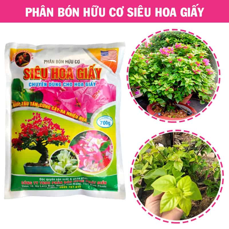 Dưỡng cây hoa giấy bằng phân bón hữu cơ siêu hoa giấy