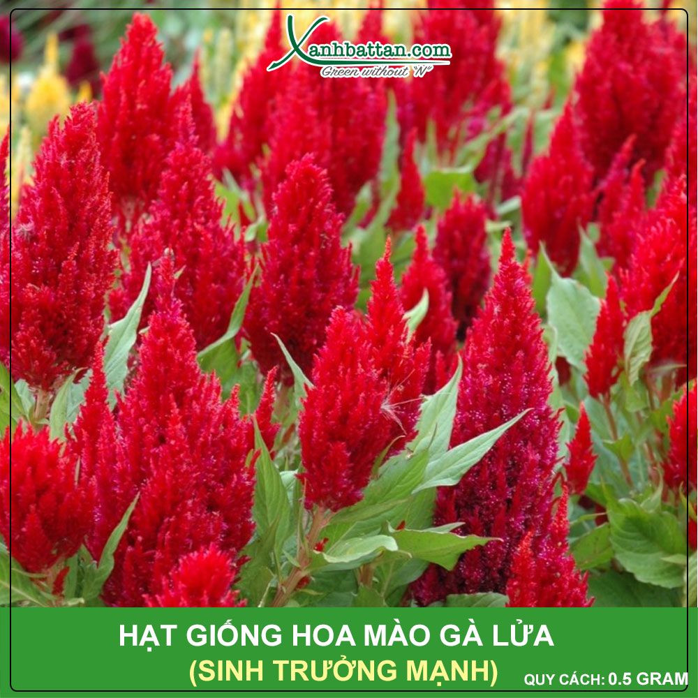 Hạt Giống Hoa Mào Gà Lửa PN14