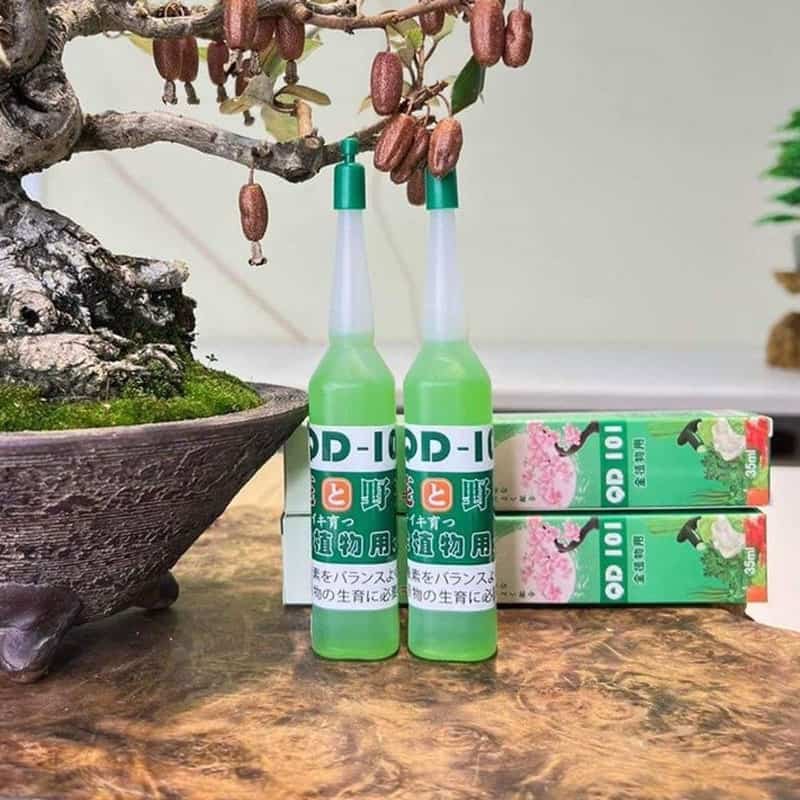 Siêu Kích Rễ Và Phục Hồi Cây Suy Yếu QD101 Nhật Bản