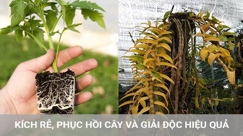 acid-humic-kich-re-va-phuc-hoi-cay