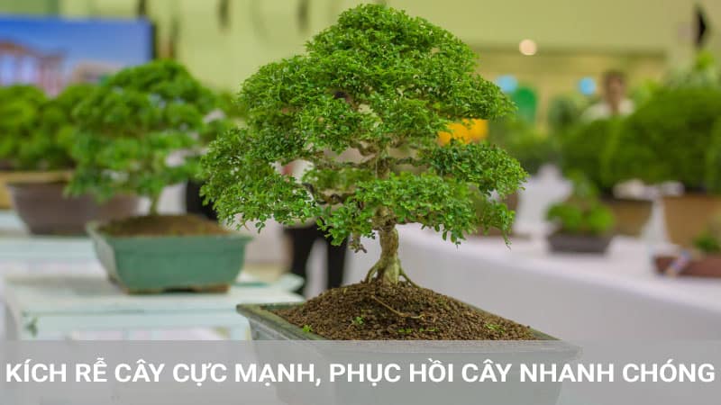 QD101-kich-re-va-phuc-hoi-cay-nhanh-chong