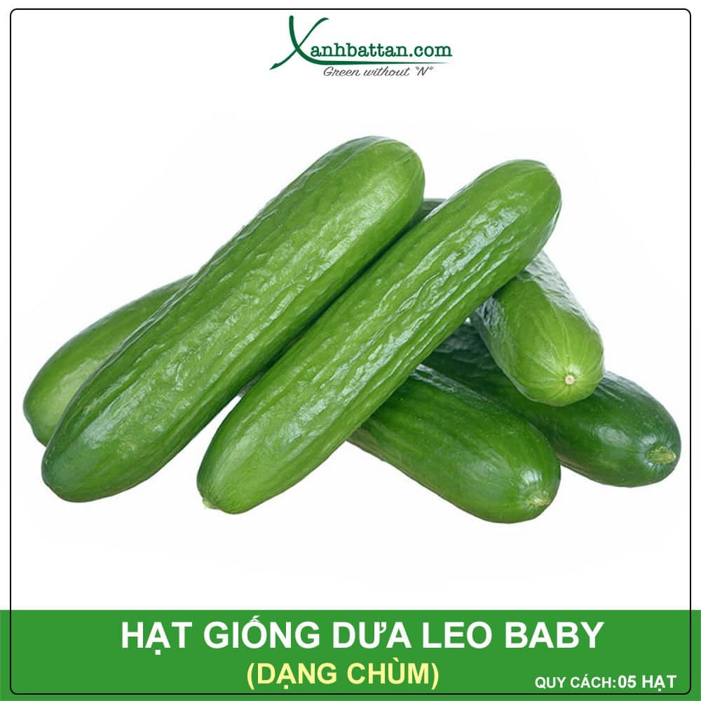 Hạt Giống Dưa Leo Baby F1 Siêu Năng Suất Dạng Chùm Gói 5 Hạt