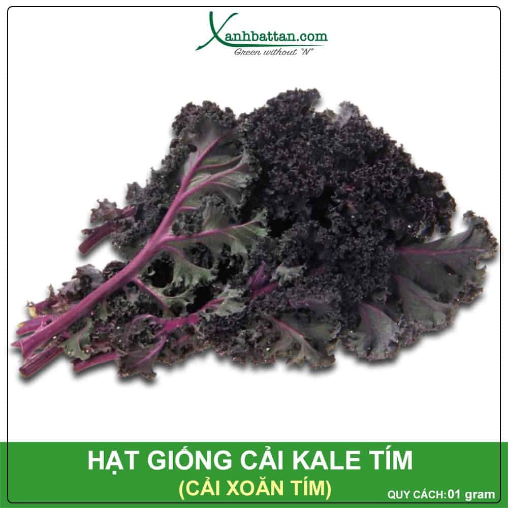 Hạt Giống Cải Kale Tím Chịu Nhiệt F1 Siêu Năng Suất Gói 1 Gram