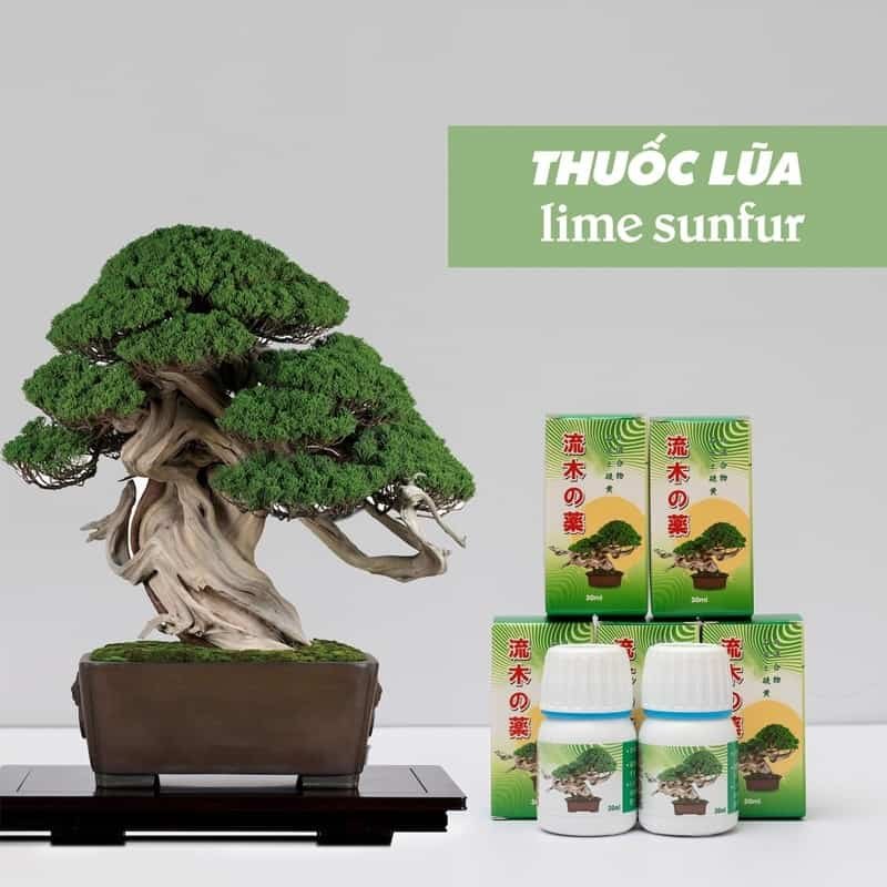 Thuốc Bôi Lũa Cây Nhật Bản Tạo Vẻ Đẹp Tự Nhiên Cho Bonsai, Cây Kiểng