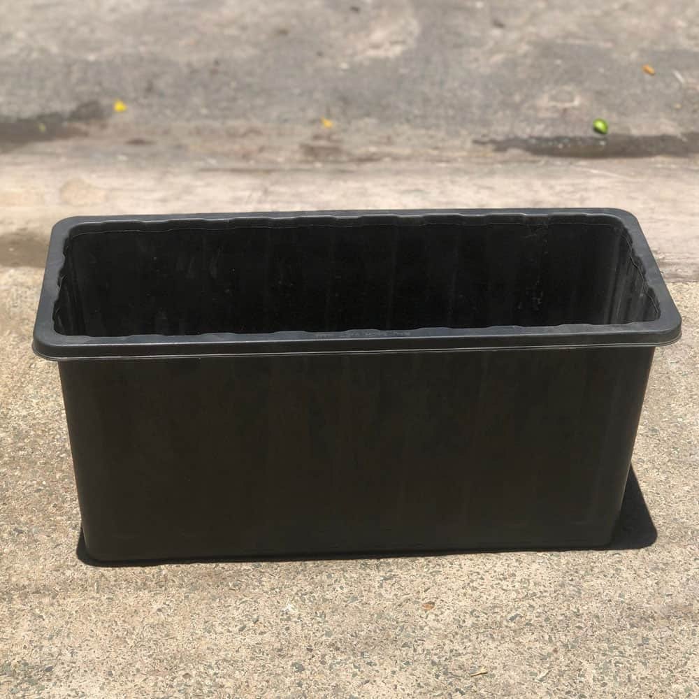 Chậu trồng cúc tần ấn độ 64x26x30