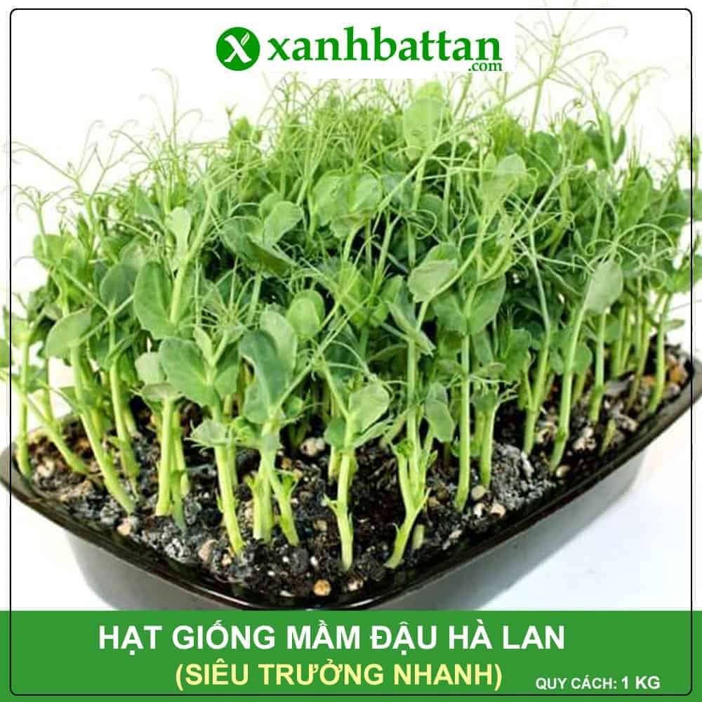 Hạt Giống Mầm Đậu Hà Lan Phú Nông Gói 1 KG