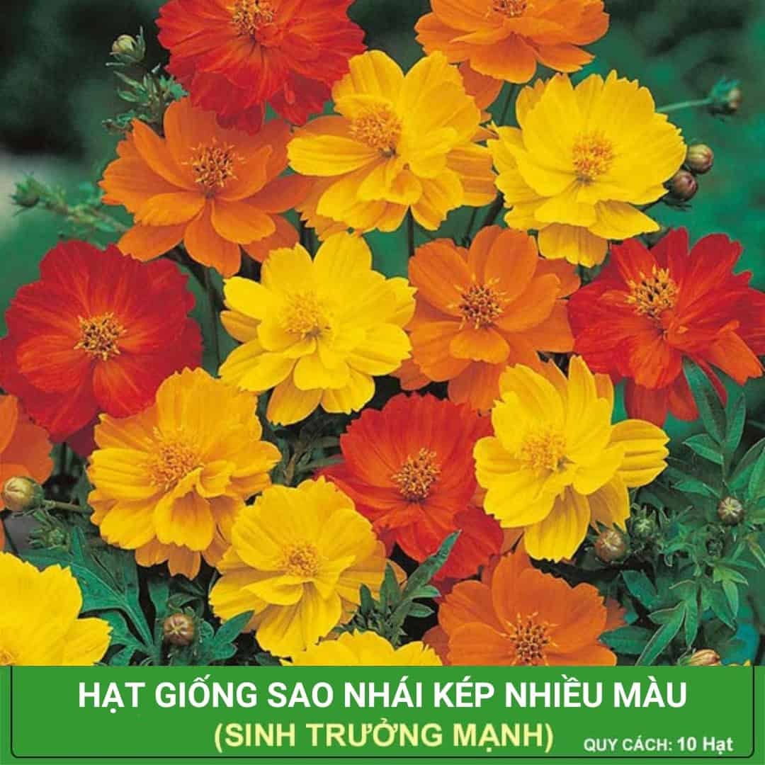 Hạt Giống Hoa Sao Nhái Kép Lùn Mix Nhiều Màu Gói 20 Hạt