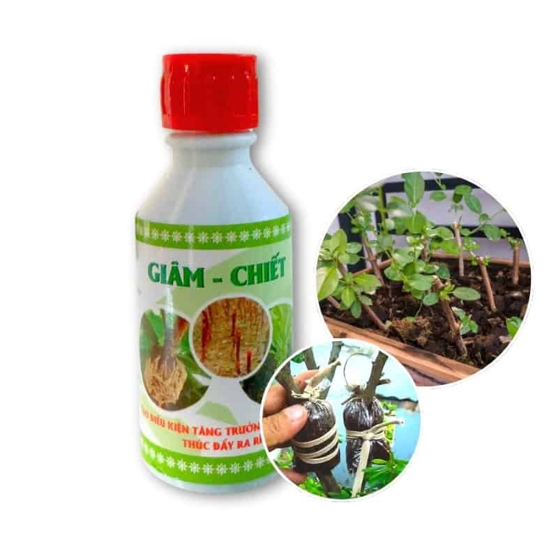Thuốc Kích Rễ Giâm Chiết Cành