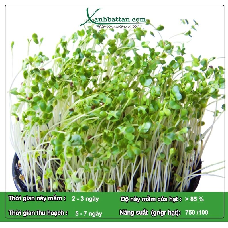Hạt Giống Mầm Bông Cải Xanh Italia Phú Nông Gói 1 KG