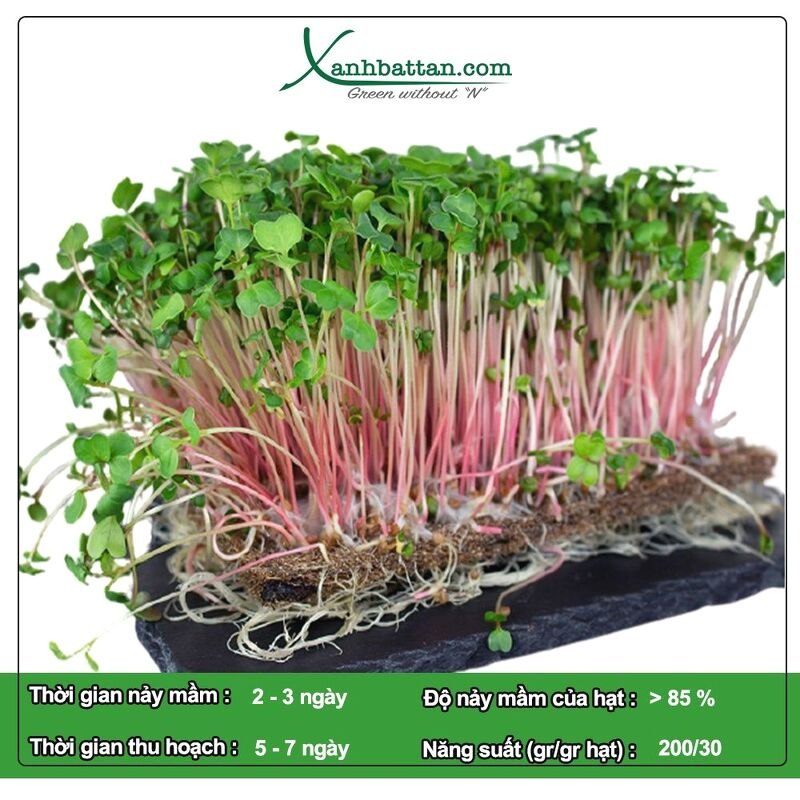 Hạt Giống Rau Mầm Củ Cải Đỏ Phú Nông Gói 1 KG