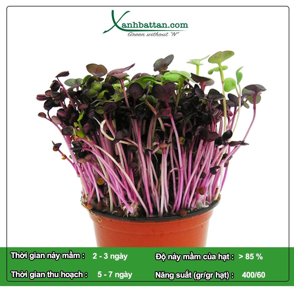 Hạt Giống Mầm Củ Cải Malady Phú Nông Gói 1 KG