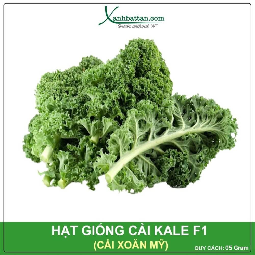 Hạt Giống Cải Kale F1 (Cải Xoăn Mỹ) Siêu Năng Suất Gói 05 Gram