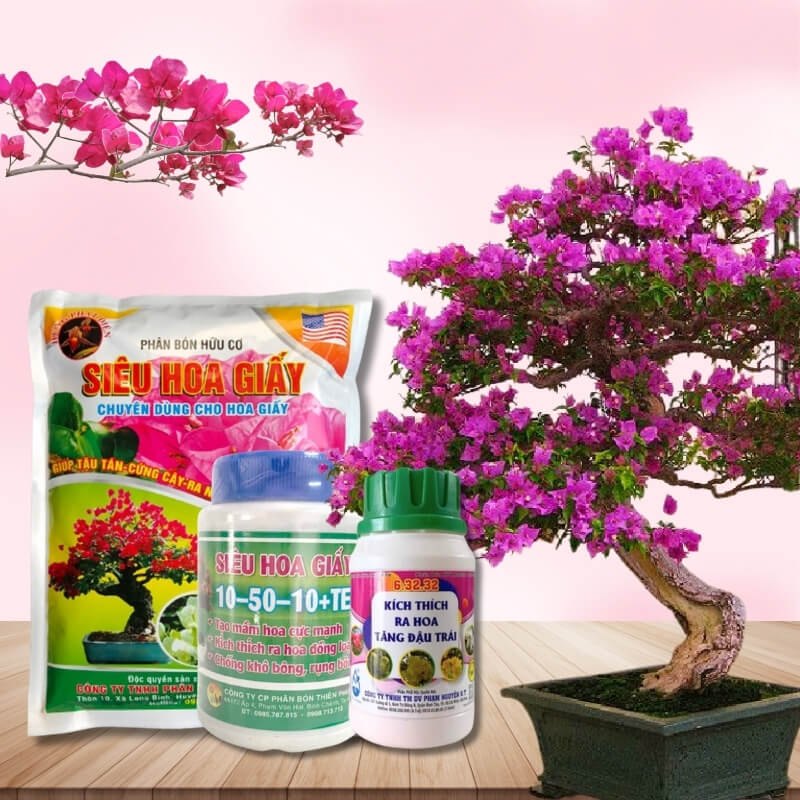 Combo SIÊU RA HOA CHO HOA GIẤY – Kích hoa mạnh, nở đều, bền màu