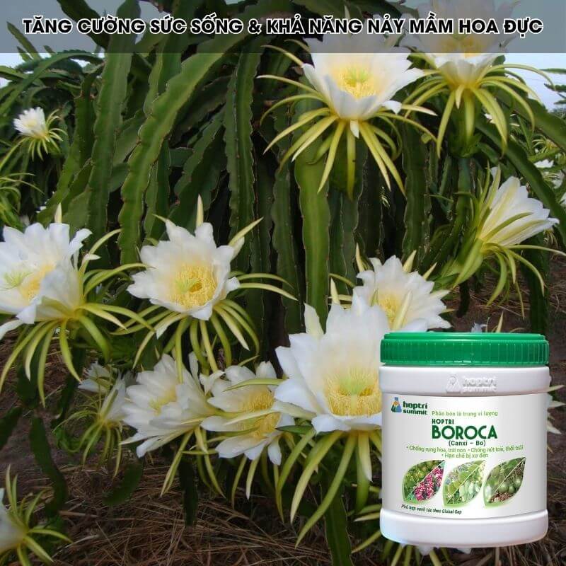 Bo Roca BOROCA HỢP TRÍ (CANXI BO HỢP TRÍ) | Chống Rụng Hoa, Rụng Trái, Chống ...