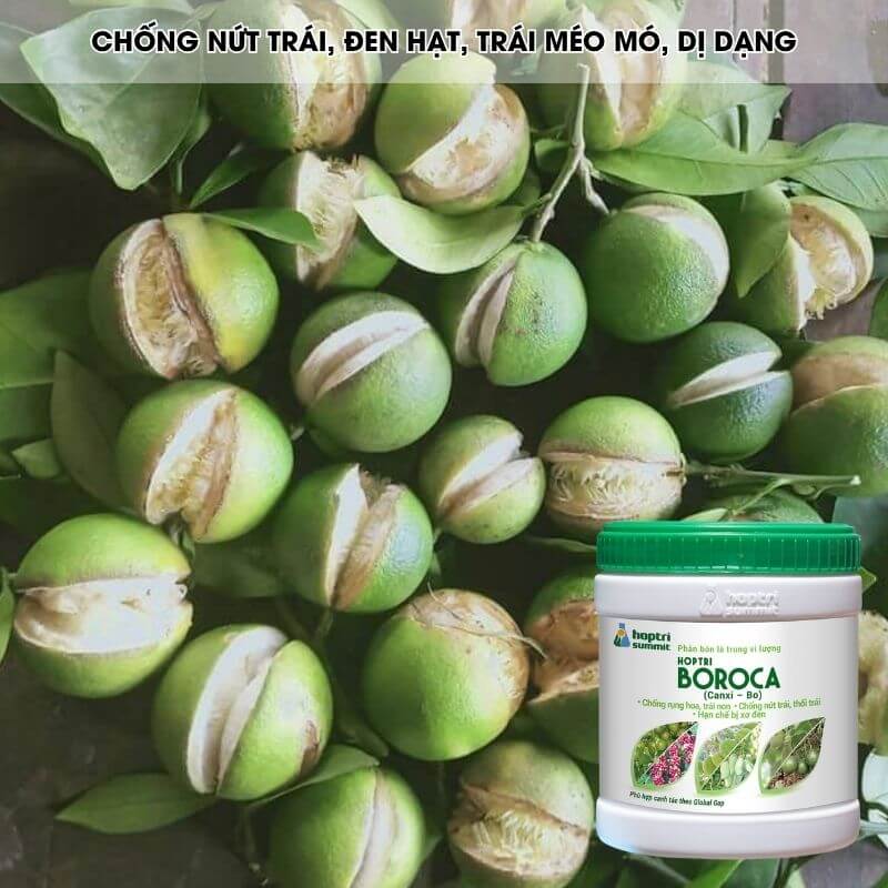 Bo Roca BOROCA HỢP TRÍ (CANXI BO HỢP TRÍ) | Chống Rụng Hoa, Rụng Trái, Chống ...