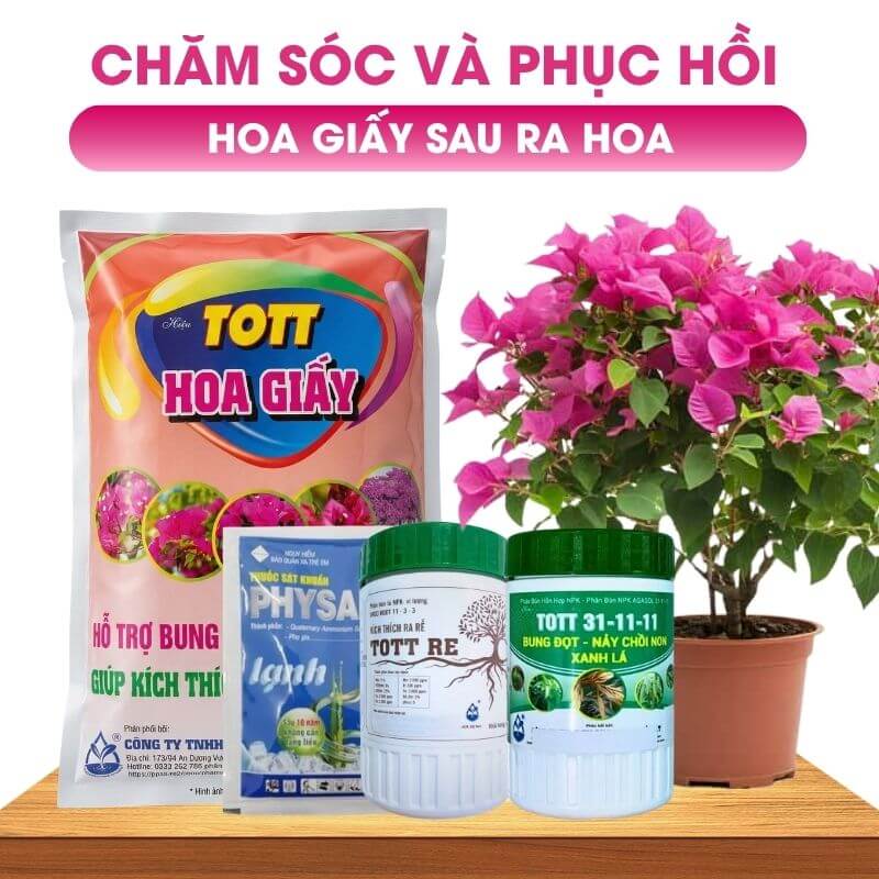 Bộ Phân Bón Chăm Sóc Và Phục Hồi Hoa Giấy Sau Ra Hoa | PHG