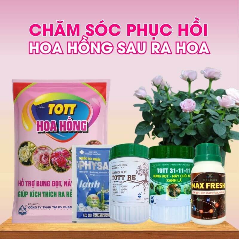 Bộ Phân Bón Kích Mầm, Dưỡng Cây Và Phục Hồi Sau Ra Hoa Cho Hoa Hồng | PHH