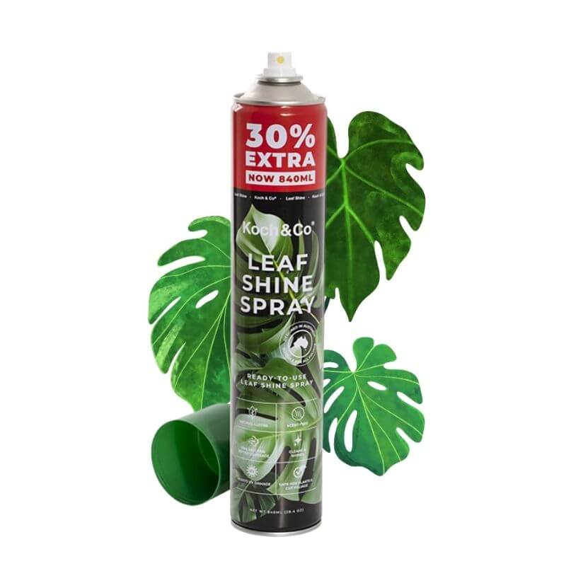 Chai Xịt Bóng Lá Koch & Co | Làm Bóng Lá, Dưỡng Lá Cho Hoa Lan, Cây Kiểng Lá Chai 840ml