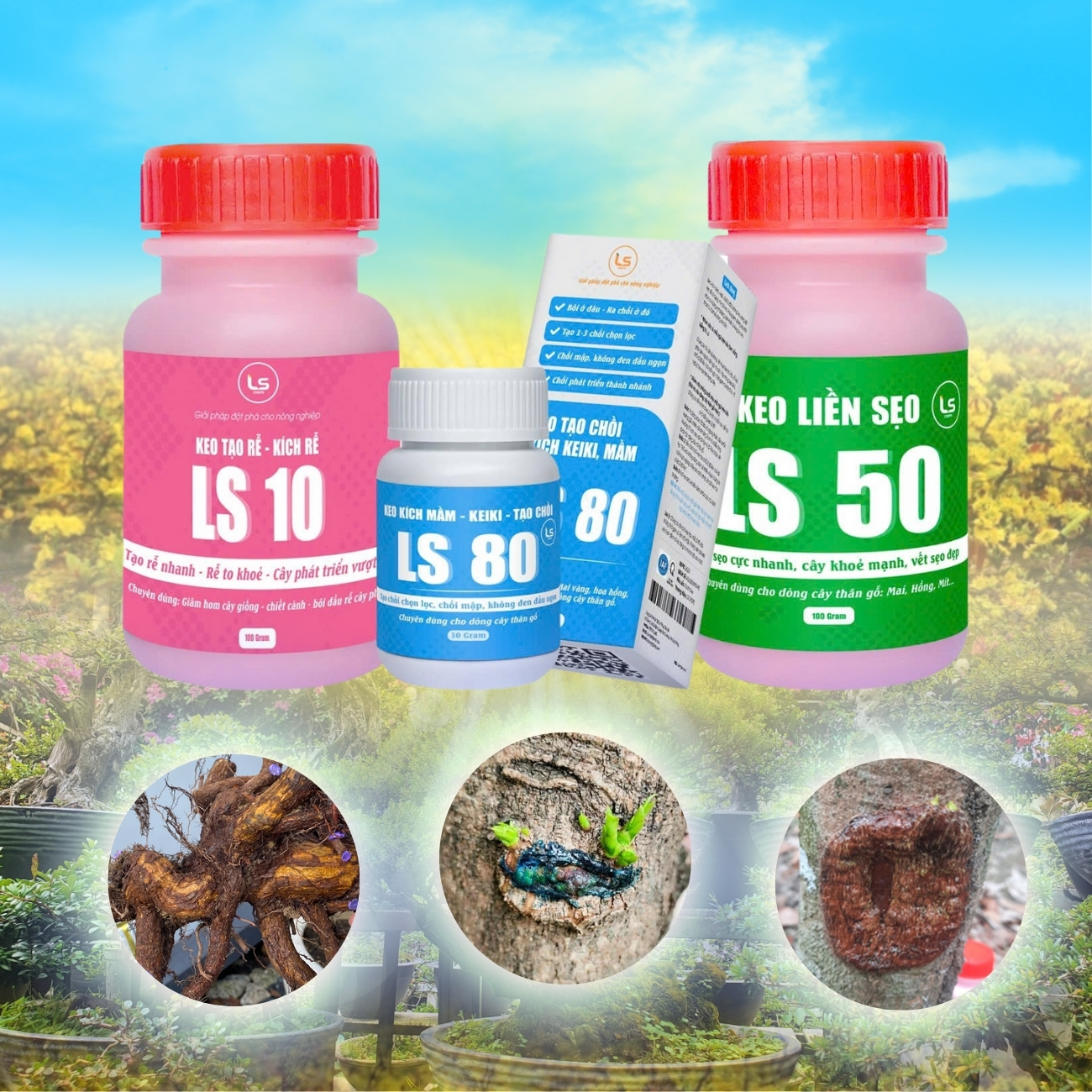 Combo Keo Tạo Rễ LS10 - Liền Sẹo LS50 - Kích Chồi LS80