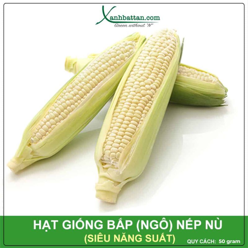 Hạt Giống Bắp Nếp Nù Cao Sản Phú Nông PN99 Gói 50 Gram