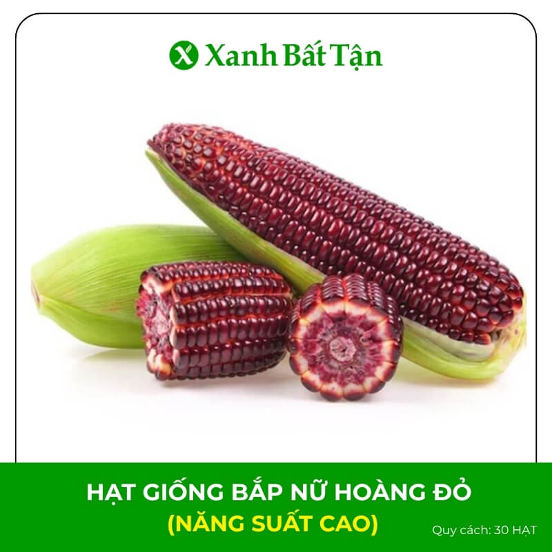 Hạt Giống Bắp Nữ Hoàng Đỏ | Nảy Mầm Nhanh, Dễ Trồng, Năng Suất Cao