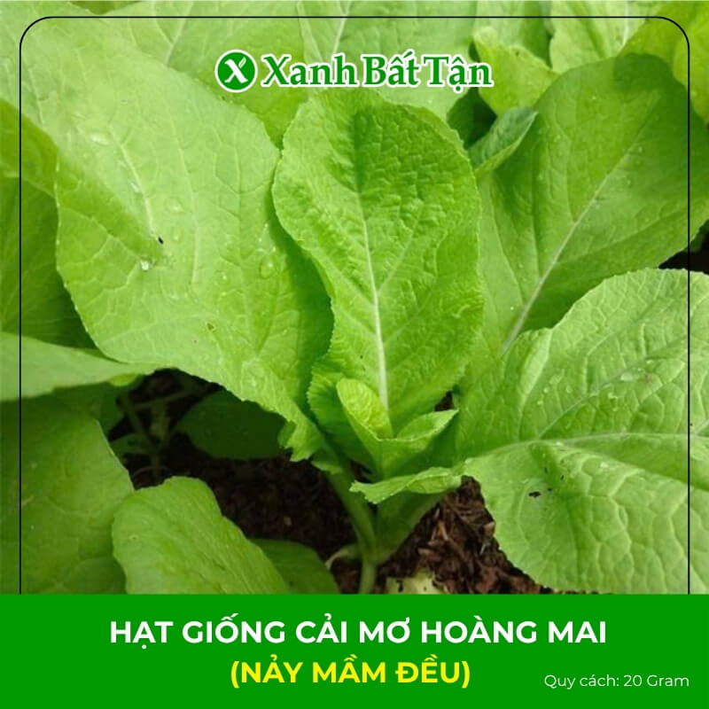Hạt Giống Cải Mơ Hoàng Mai | Nảy Mầm Đều, Năng Suất Cao, Dễ Trồng