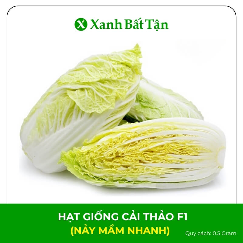 Hạt Giống Cải Thảo F1 | Nảy Mầm Nhanh, Dễ Trồng, Năng Suất Cao