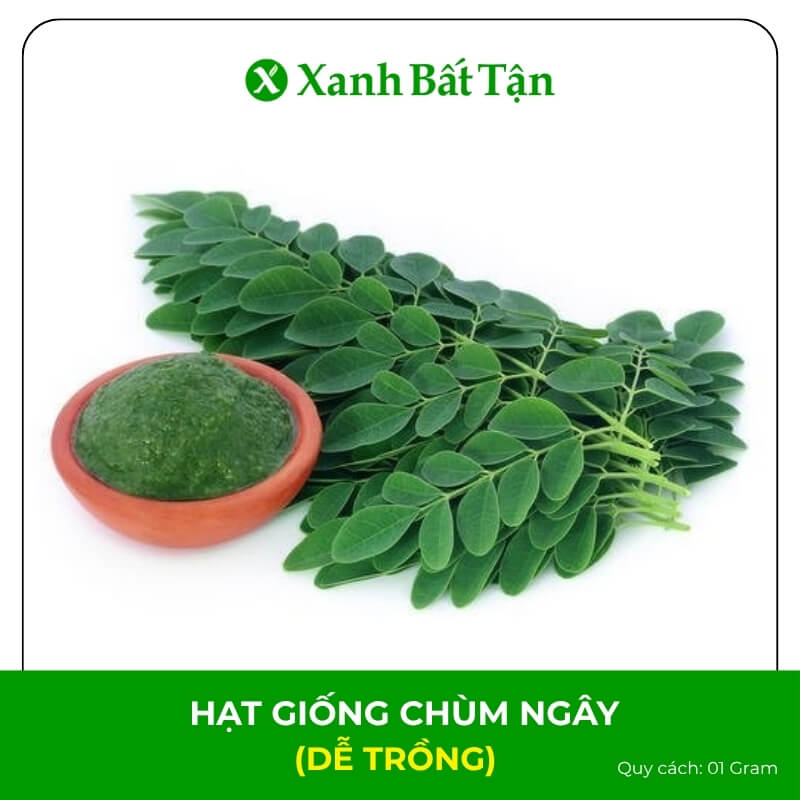 Hạt Giống Cây Chùm Ngây | Dễ Trồng, Nảy Mầm Cao, Kháng Bệnh Tốt