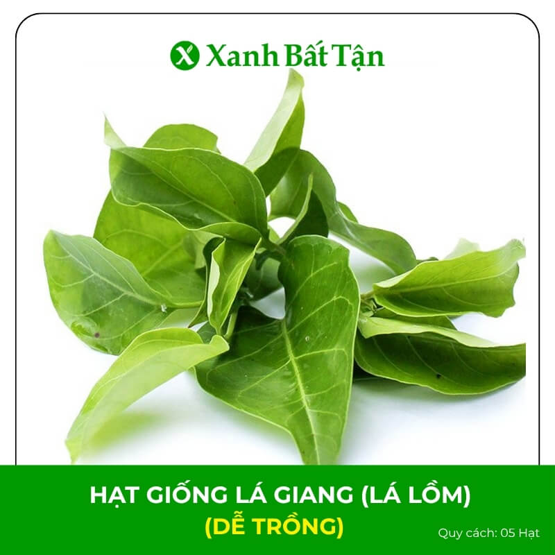 Hạt Giống Cây Lá Giang (Lá Lồm) | Dễ Trồng, Sinh Trưởng Nhanh, Trồng Quanh Năm