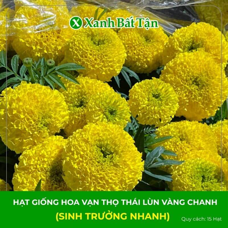 Hạt Giống Hoa Vạn Thọ Lùn Màu Vàng F1 Phú Nông Gói 15 Hạt
