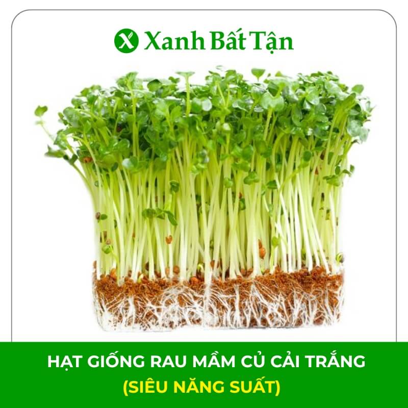 Hạt Giống Mầm Củ Cải Trắng 30 Gram