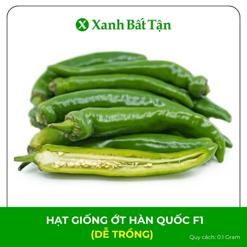 Hạt Giống Ớt Hàn Quốc F1 | Nảy Mầm Tốt, Dễ Trồng, Năng Suất Cao