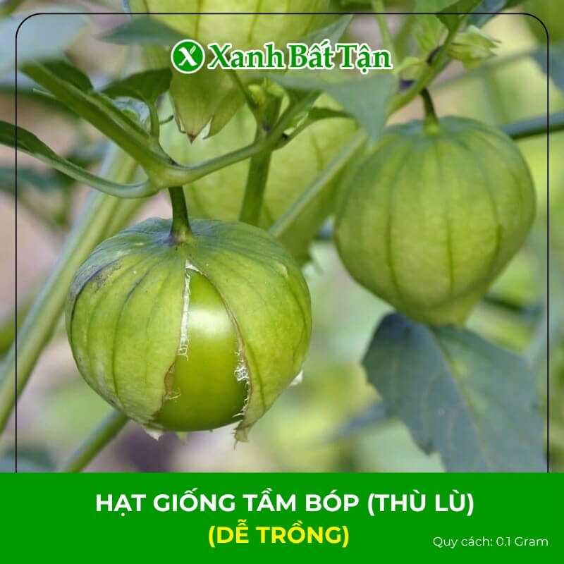 Hạt Giống Tầm Bóp (Thù Lù, Anh Đào Đất) | Dễ Trồng, Sinh Trưởng Nhanh