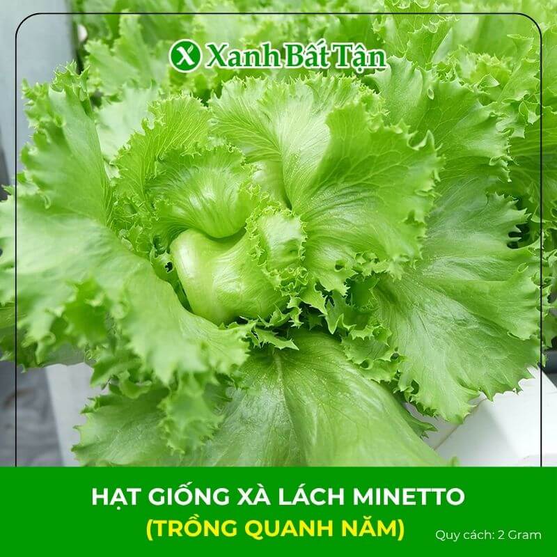 Hạt Giống Xà Lách Minetto Chịu Nhiệt, Chịu Ẩm, Năng Suất Cao Gói 2 Gram