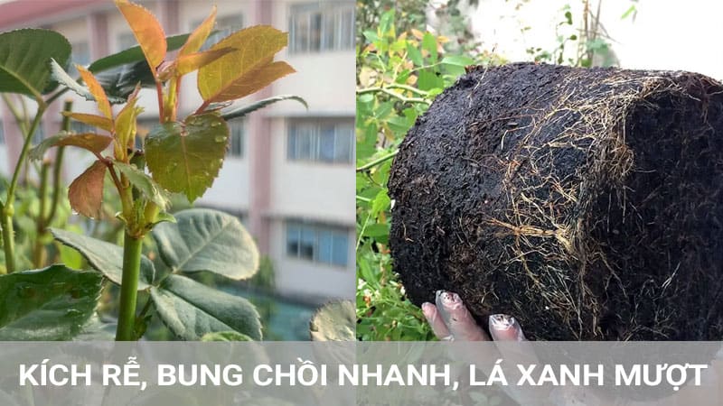 Phân Dơi Sệt Kích Rễ Bung Đọt Cực Mạnh