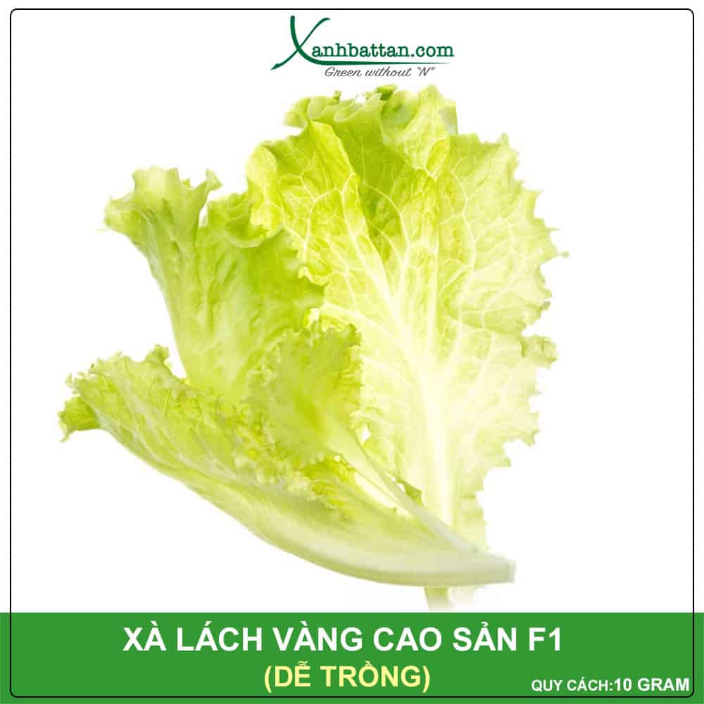 Hạt Giống Xà Lách Vàng Phú Nông