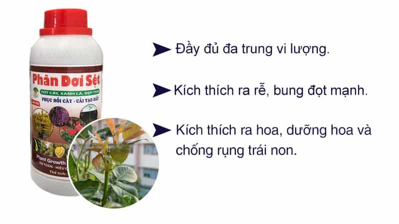 Phân Dơi Sệt Xanh Lá Và Phục Hồi Cây