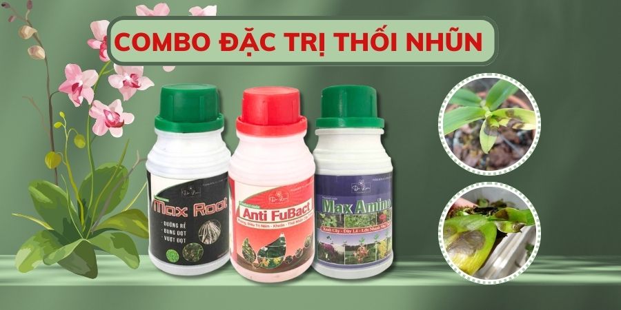 combo trị thối nhũn cho lan