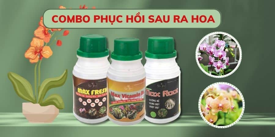 Combo phục lan sau khi ra hoa